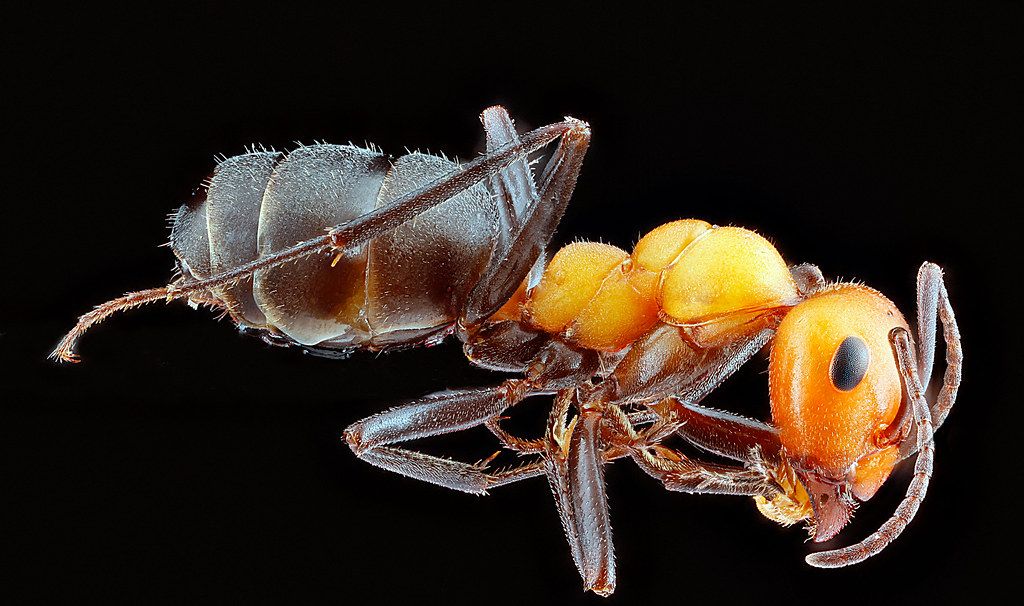 Ant Control service in Davenport, IA