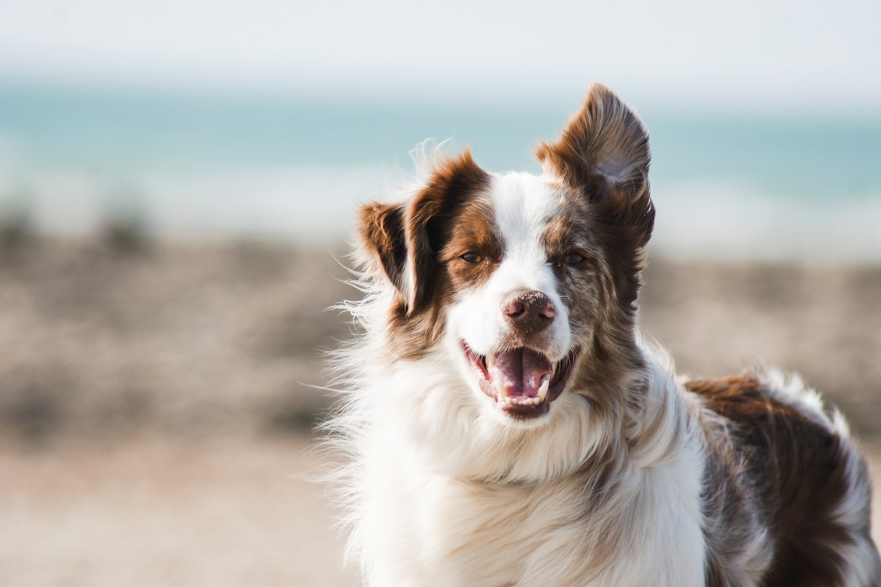 Flea & Tick Control service in Davenport, IA