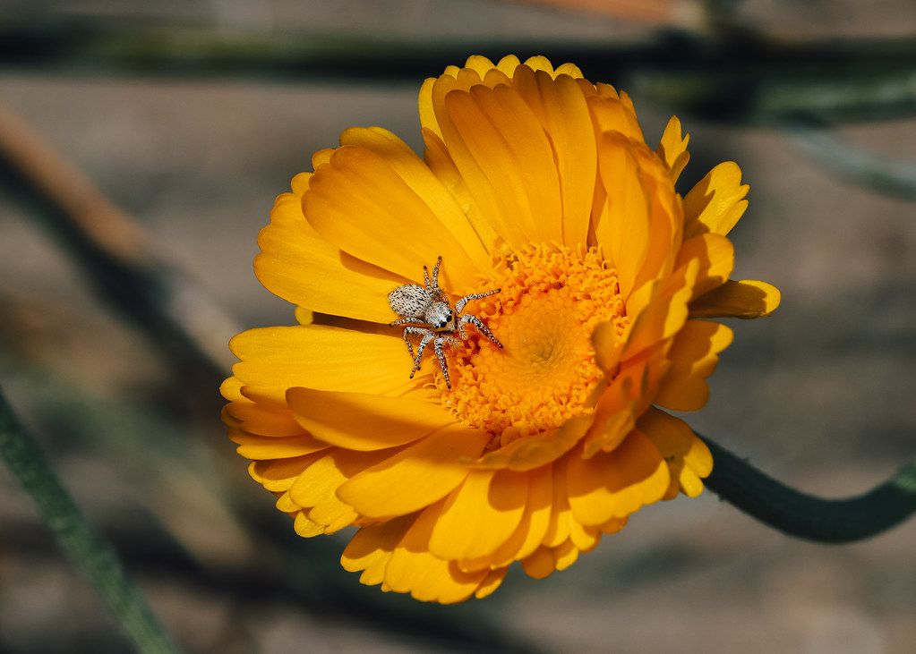 Spider Control service in Davenport, IA